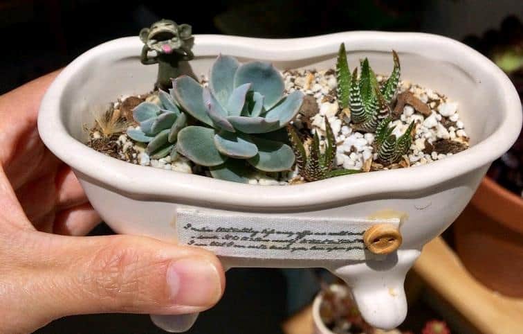 Miniature succulents in small pots, mini echeveria, mini haworthias zebra plant