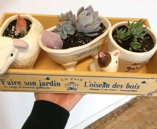 How Long Can Mini Succulents Stay In Small Pots?