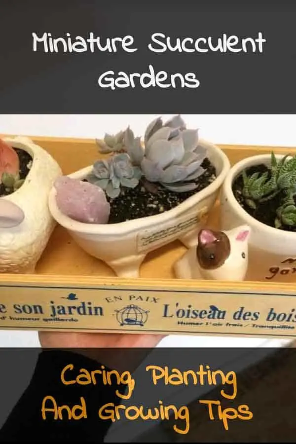 Miniature succulents in small pots