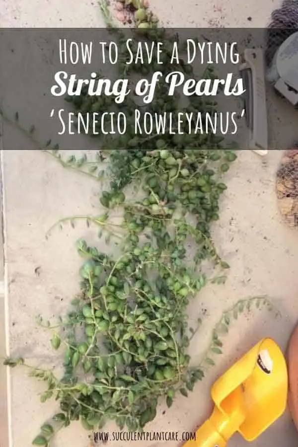 Senecio Rowleyanus 'String of Pearls' leaves shriveling, stem cuttings for propagation