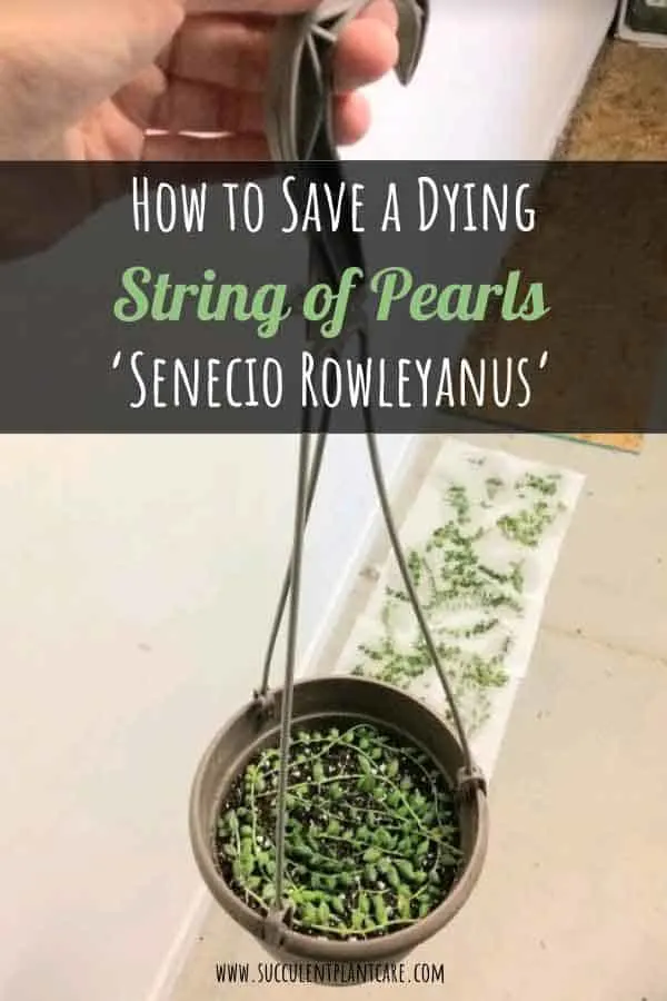 Senecio Rowleyanus 'String of Pearls' stem cuttings for propagation