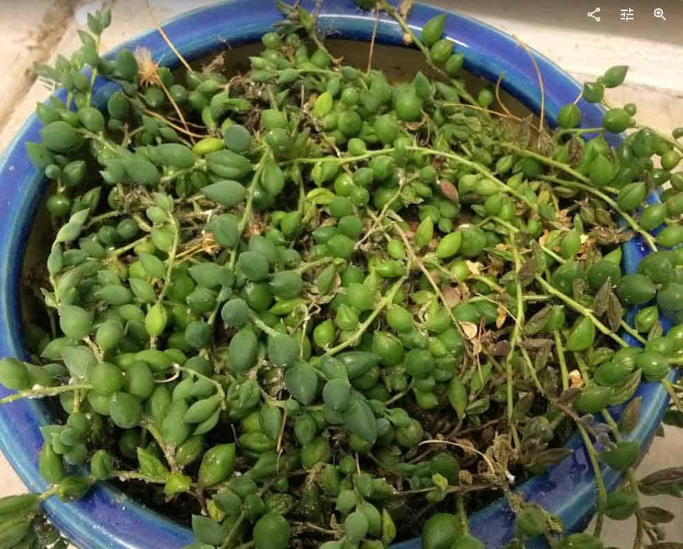 Why Is My String of Pearls Plant Dying And How To Save It - Succulent Plant  Care