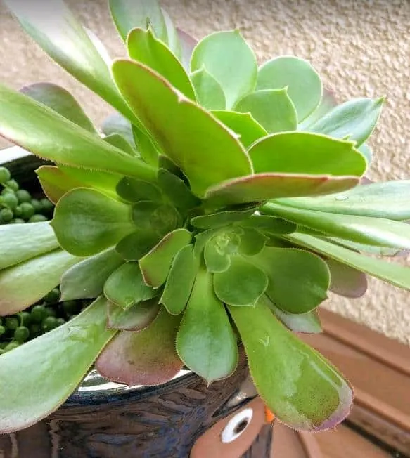 Aeonium branching out and forming new baby plants