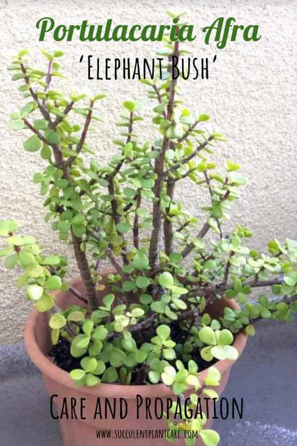 Portulacaria Afra 'Elephant Bush' with green round leaves and woody stems