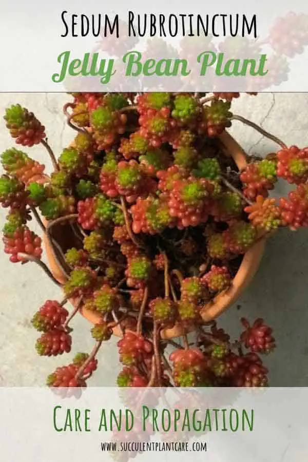 Sedum Rubrotinctum 'Jelly Bean Plant' or 'Christmas Cheer' with green and red foliage