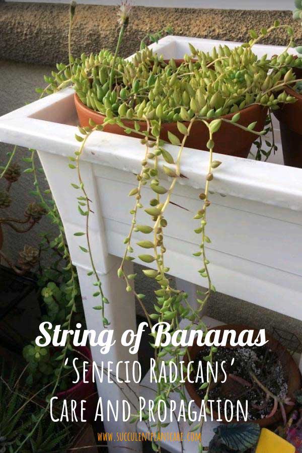 Senecio Radicans 'String of Bananas' Plant with long trailing stems