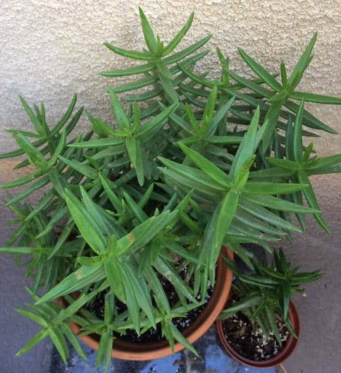 Unrooted 4'' Mini Pine Succulent Crassula Tetragona House Plant Cutting