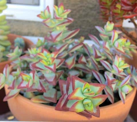 Crassula Rupestris 'High Voltage' in full sun with crimson red edges on the leaves