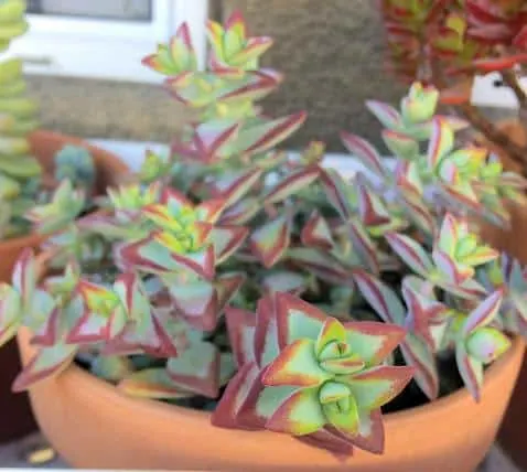 Crassula Rupestris 'High Voltage' in full sun with crimson red edges on the leaves