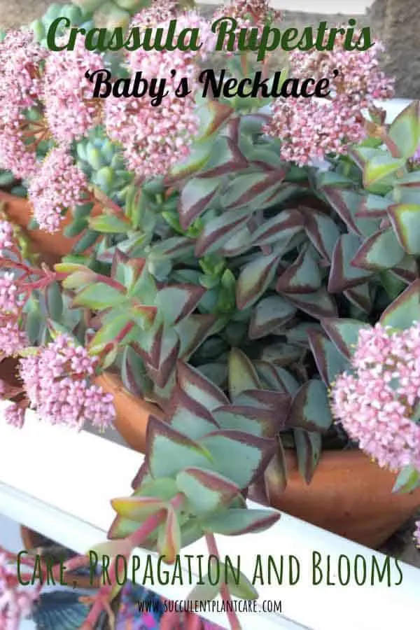 Crassula Rupestris 'Baby's Necklace' Plant in bloom with clusters of pink flowers