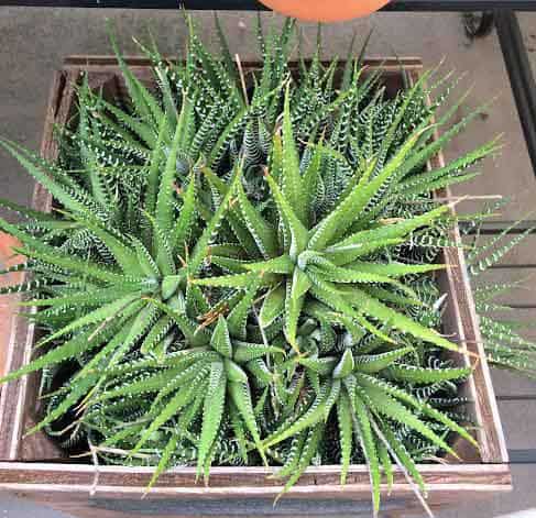 beginner 4 live rooted succulents striped weirdo indoor house plant for terrariums Haworthia attenuata /'Zebra Plant/' succulent plant