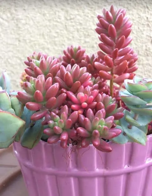 Sedum Rubrotinctum 'Aurora' Pink Jelly Beans with mauve-pink and lime green leaves in pink planter