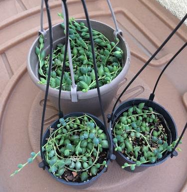 3 Ways To Propagate String of Pearls And String of Bananas