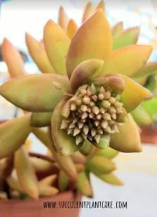 Sedum nussbaumerianum ‘Coppertone Stonecrop’ blooms