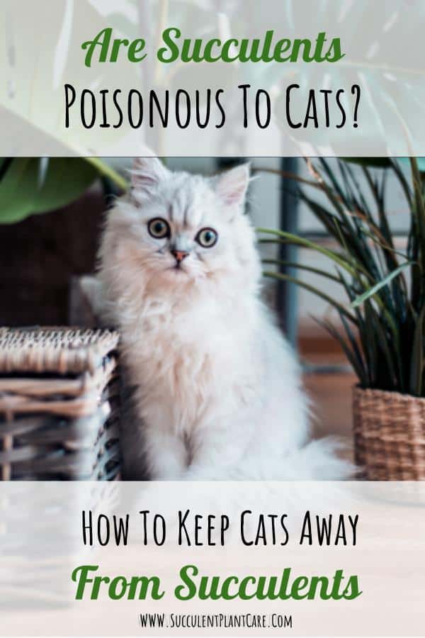 Are Succulents Poisonous To Cats? How To Keep Cats Away From Succulents