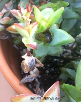Rotting succulent stem from overwatering