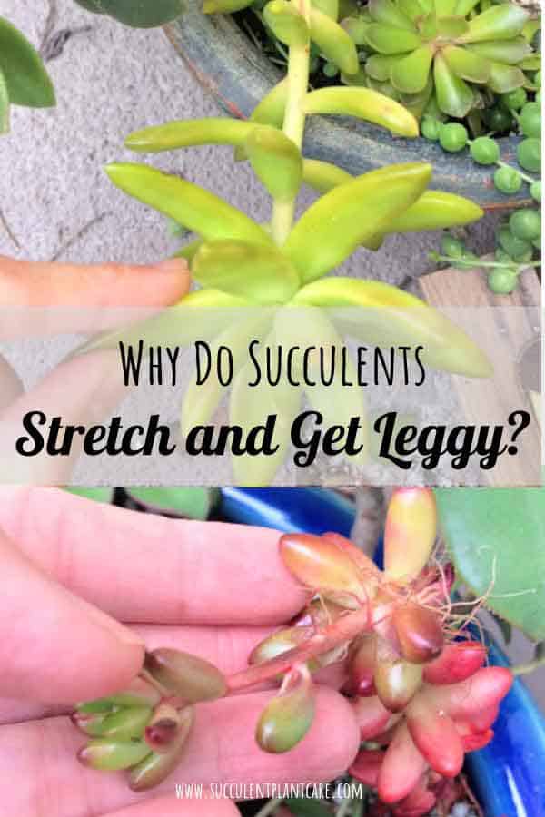 Why Do Succulents Stretch and Get Leggy?