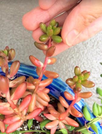 Sedum Rubrotinctum 'Jelly Bean Plant' stretching