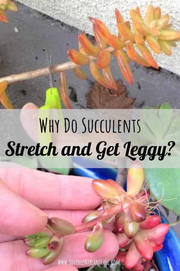 Succulents Stretching and Getting Leggy? Why and What To Do