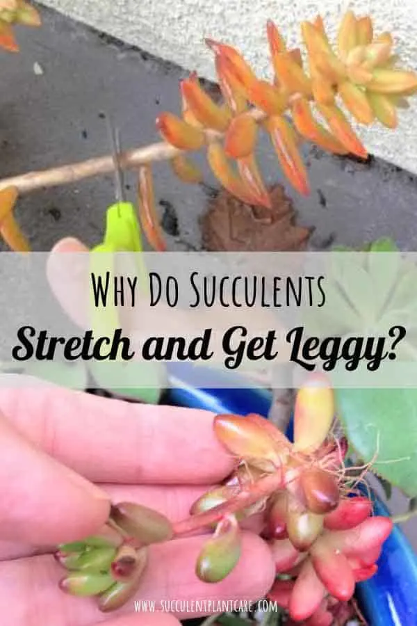Succulents Stretching and Getting Leggy? Why and What To Do
