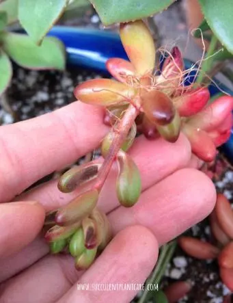 Sedum Rubrotinctum 'Jelly Bean Plant' stretching and growing roots 