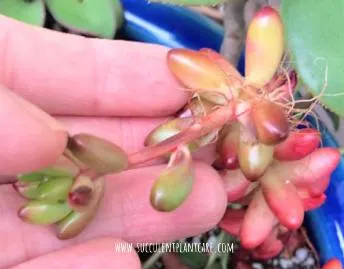 Sedum Rubrotinctum 'Jelly Bean Plant' stretching and growing roots