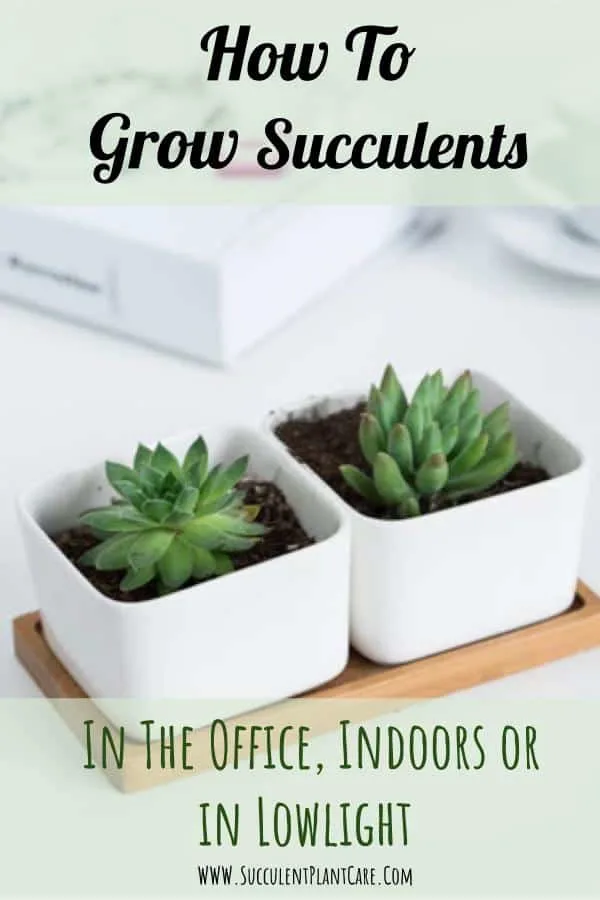 How To Grow Succulents In the Office, Indoors or In Low Light