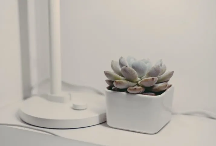 Succulents In the Office, Indoors or In Low Light