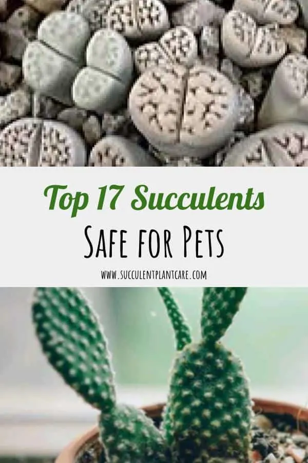 17 Succulents Safe For Cats, Dogs and Pets