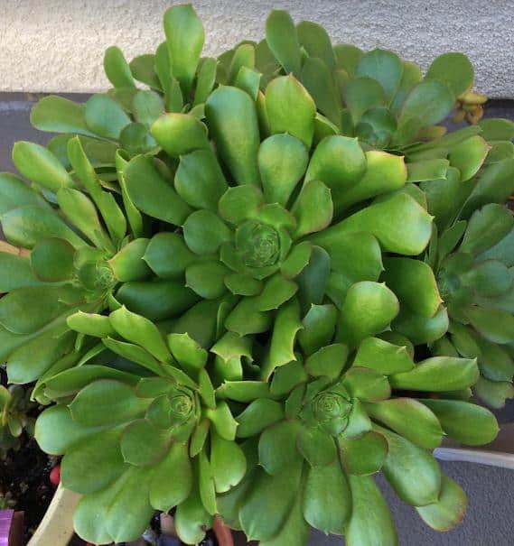 Aeonium Canariense (Giant Velvet Rose) with large green flower heads