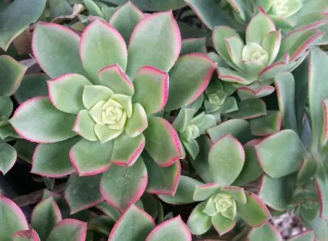 Aeonium ‘Kiwi’ with light green and yellow leaves and reddish tips