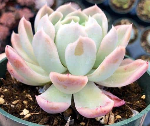 Echeveria Elegans (Mexican Snowballs) with blue-green and pinkish leaves