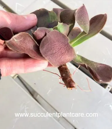 dehydrated aeonium head shooting out roots