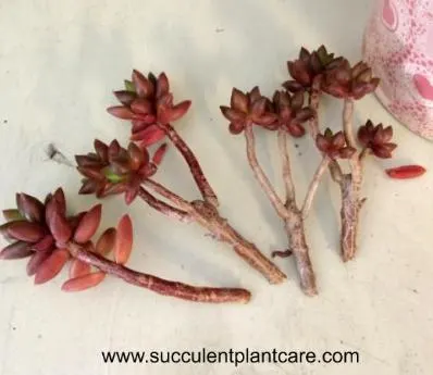 Sedeveria 'Jet Beads' stem cuttings
