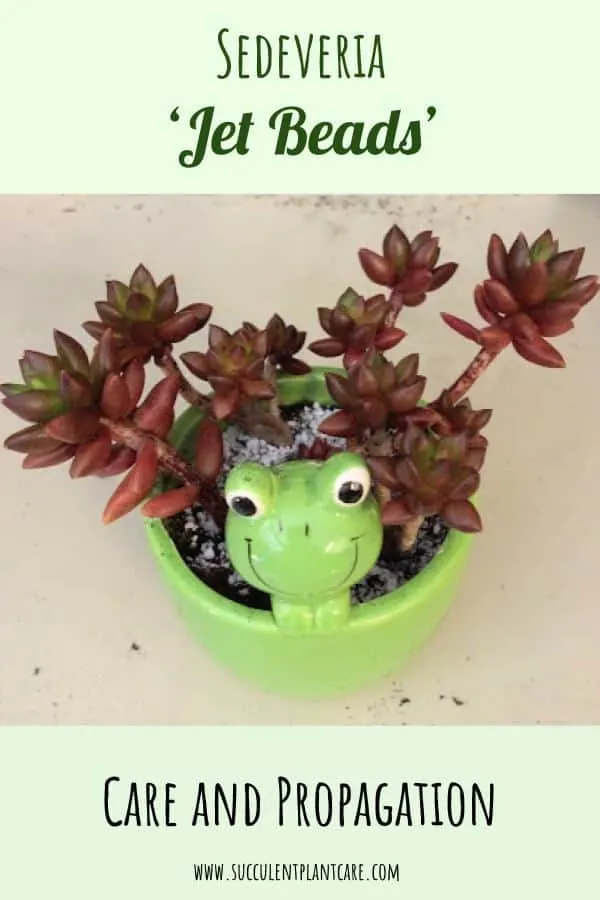 Sedeveria 'Jet Beads' in a green frog planter