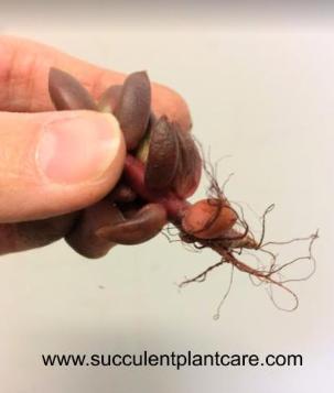 Sedeveria 'Jet Beads' stem growing roots for propagation