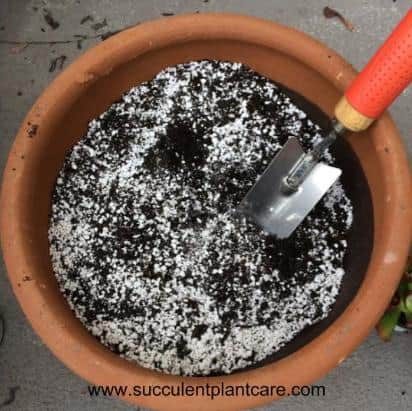 cactus mix with perlite in a terracotta pot