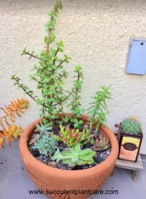 planting succulents in a container garden