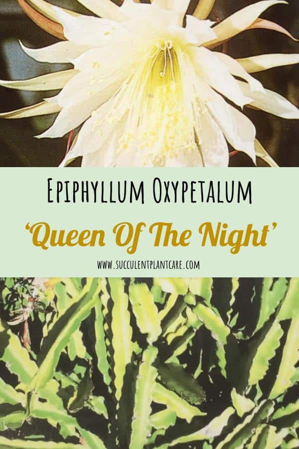 Epiphyllum Oxypetalum-Queen Of The Night Care Guide