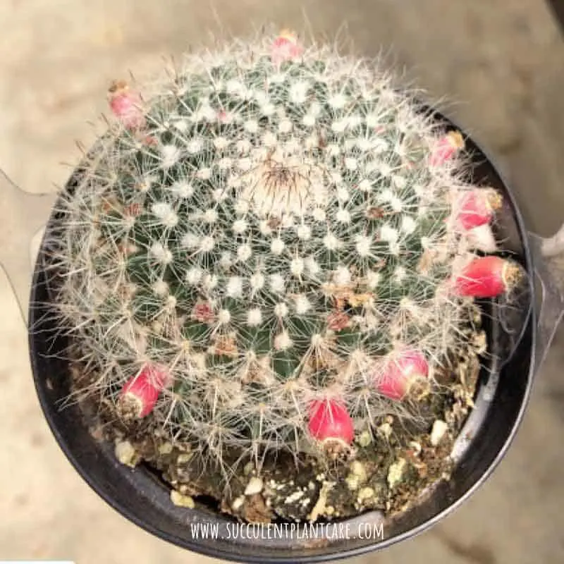 Mammillaria Hahniana ‘Old Lady Cactus’ after bloom
