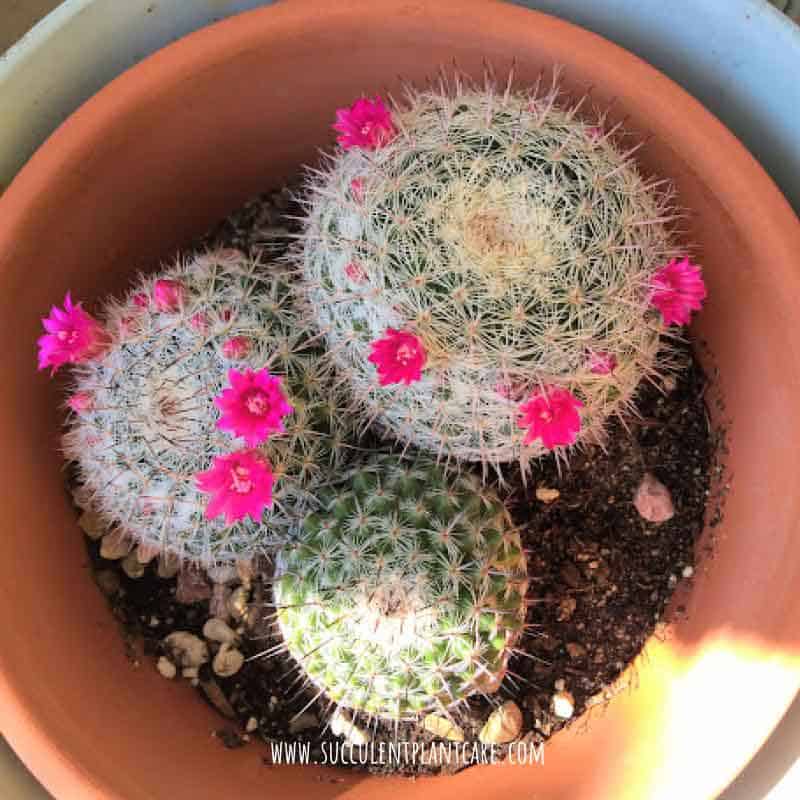 Mammillaria Hahniana ‘Old Lady Cactus’ in bloom with purple pink flowers around the plant