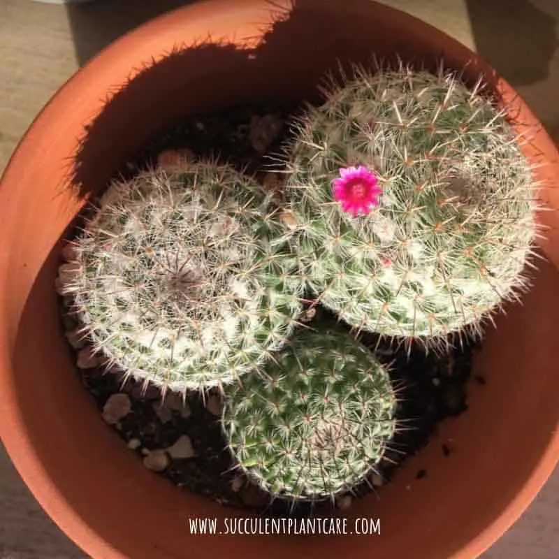 Mammillaria Hahniana ‘Old Lady Cactus’ with one pink flower