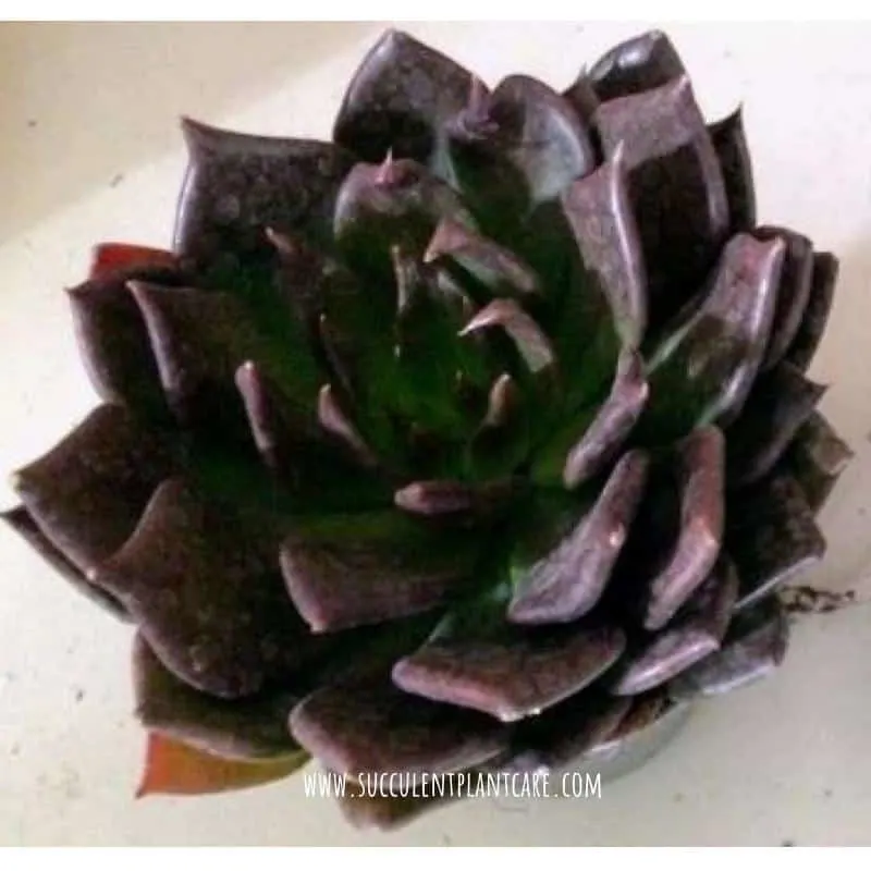 Echeveria 'Black Prince' with deep purple, almost black leaves