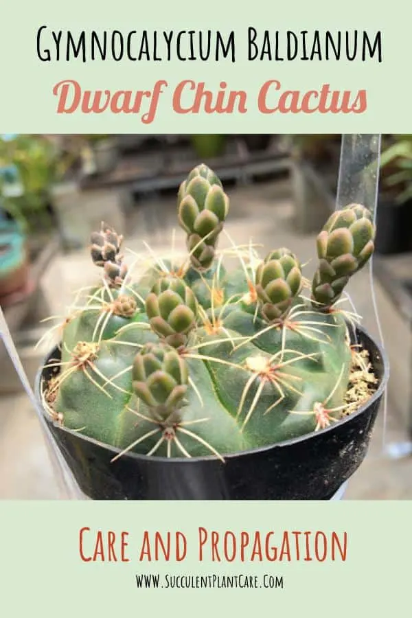 Gymnocalycium Baldianum-Dwarf Chin Cactus with bloom shoots