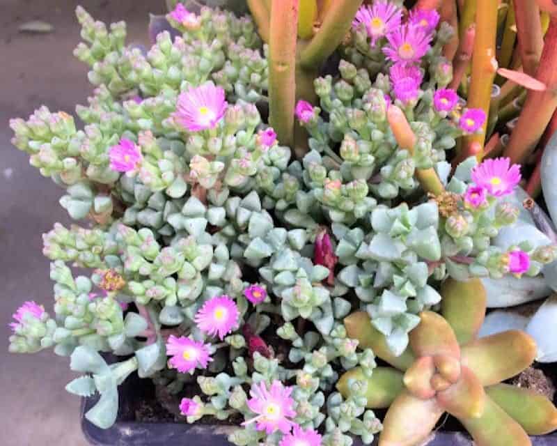Oscularia Deltoides Pink Ice Plant