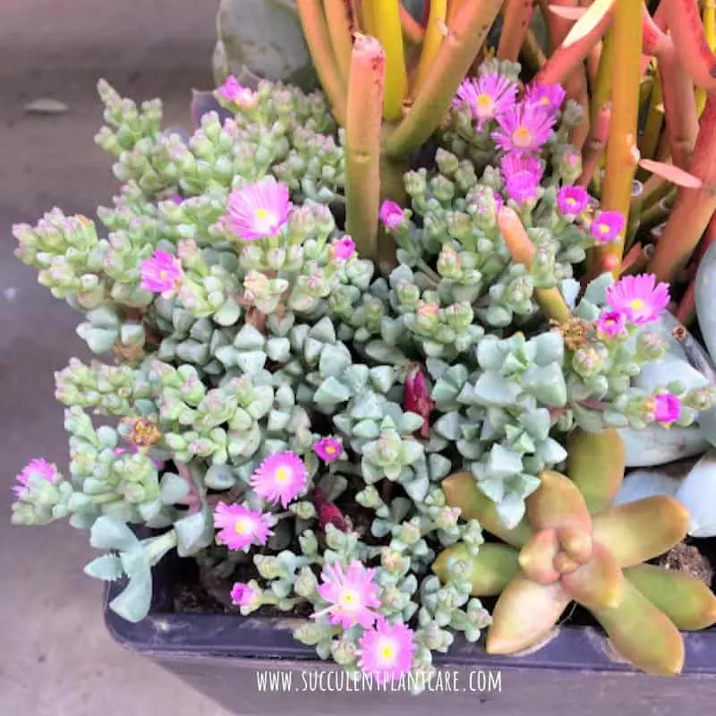Oscularia Deltoides-Pink Ice Plant in bloom with bright magenta flowers