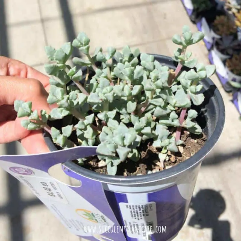 Oscularia Deltoides-Pink Ice Plant with blue green triangular foliage