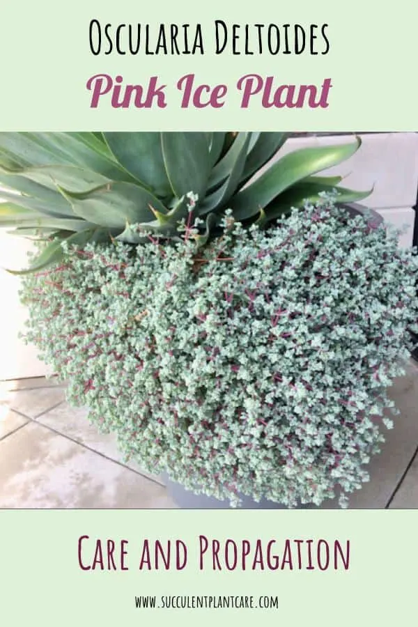 Oscularia Deltoides-Pink Iceplant cascading down a huge planter