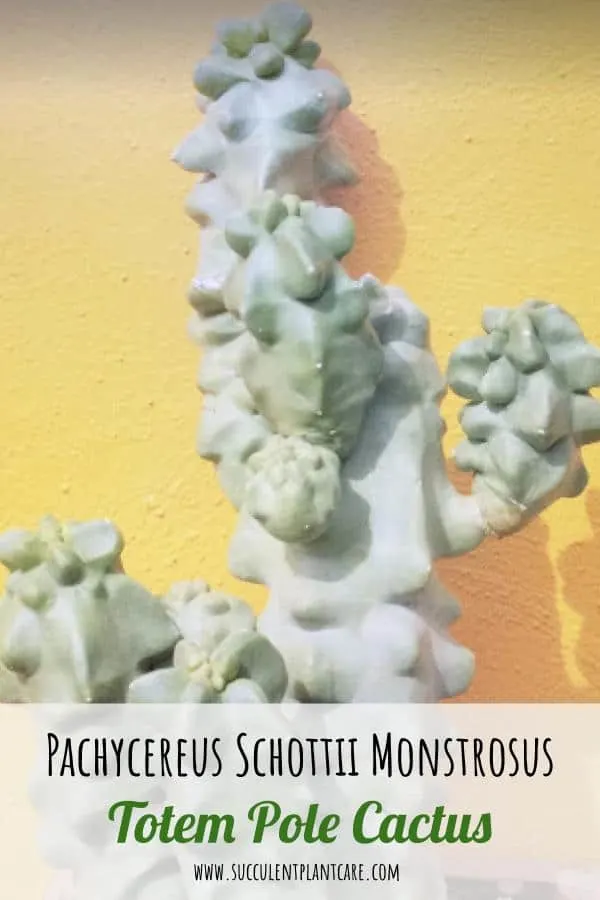 Pachycereus Schottii Monstrosus-Totem Pole Cactus