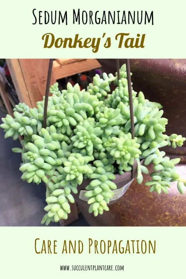 Sedum Morganianum-Donkey's Tail with lime green leaves in a hanging planter